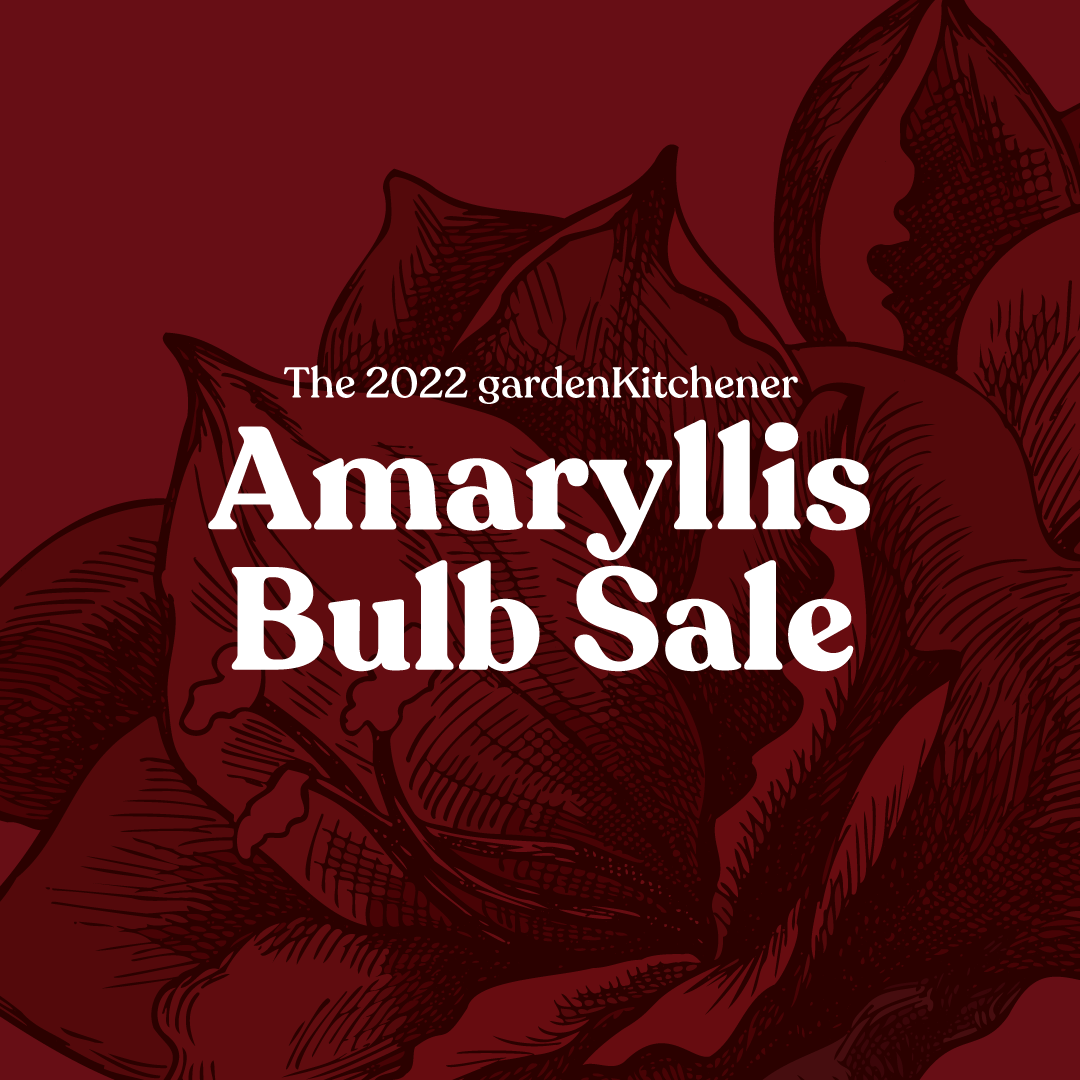The 2022 gardenKitchener Amaryllis Bulb Sale
