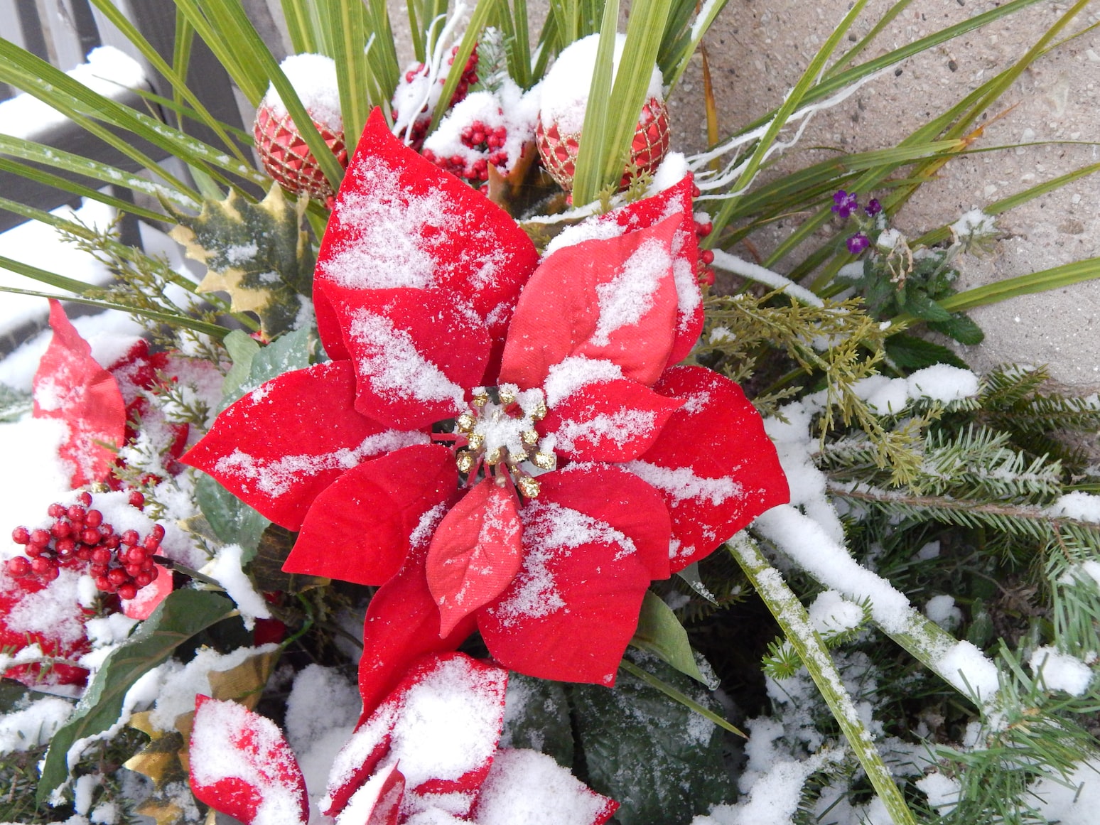 Poinsetta flower in festive display