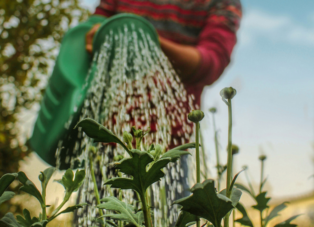 person pouring water onto plants from a green watering can