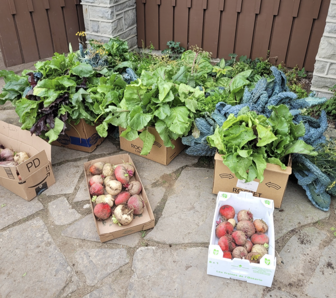 boxes of vegetables that were recently harvested