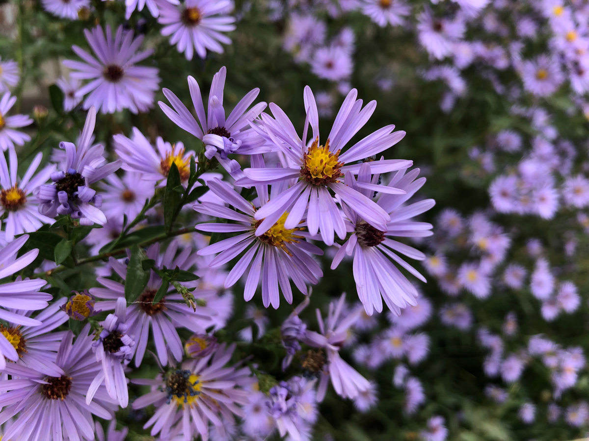 a close-up of aster flowers in bloom