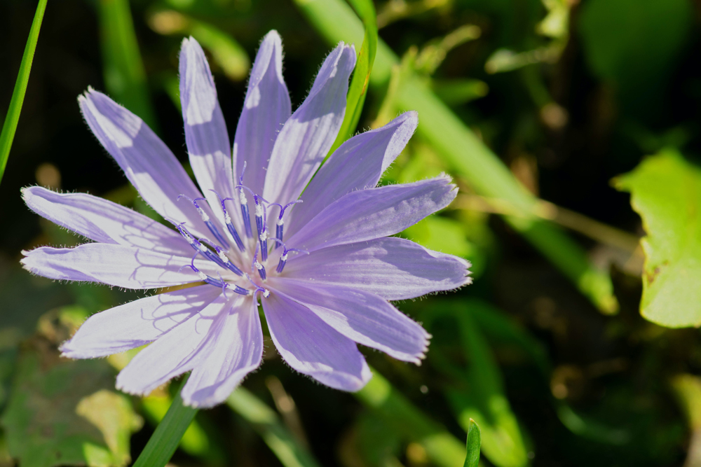 blooming flower of Cichorium intybus (Chicory)