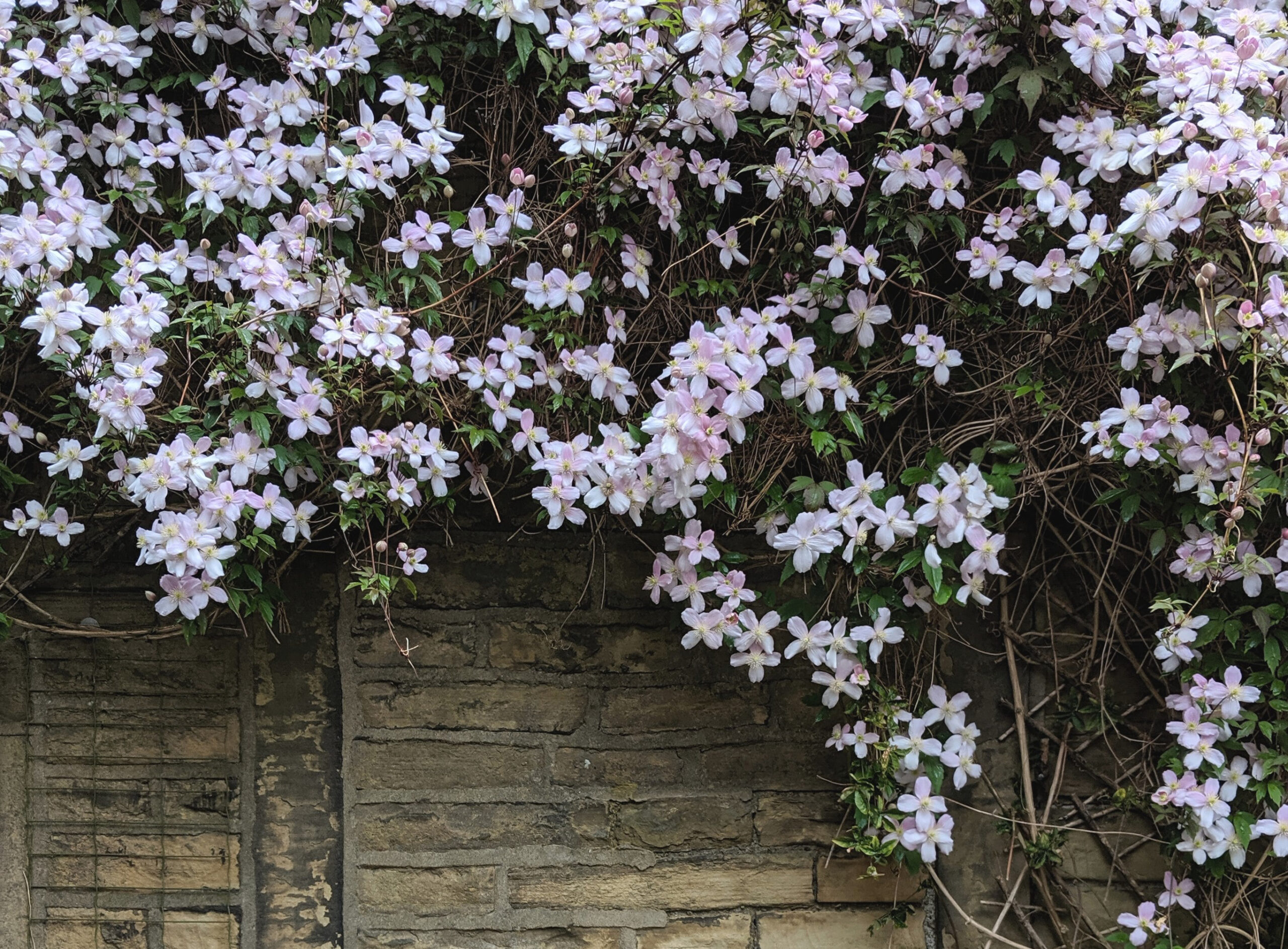 clematis vine climbing a brick wall with light purple flowers