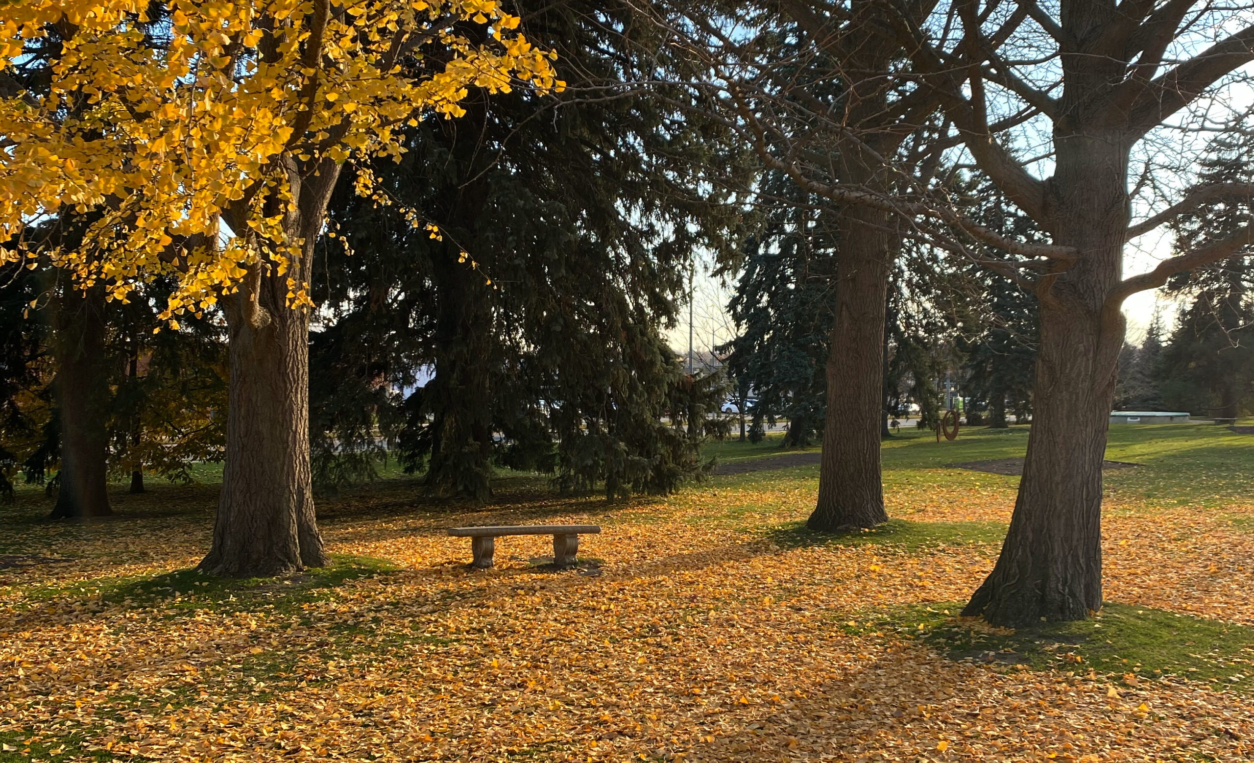 Fall trees at Rockway Gardens in Kitchener, Ontario