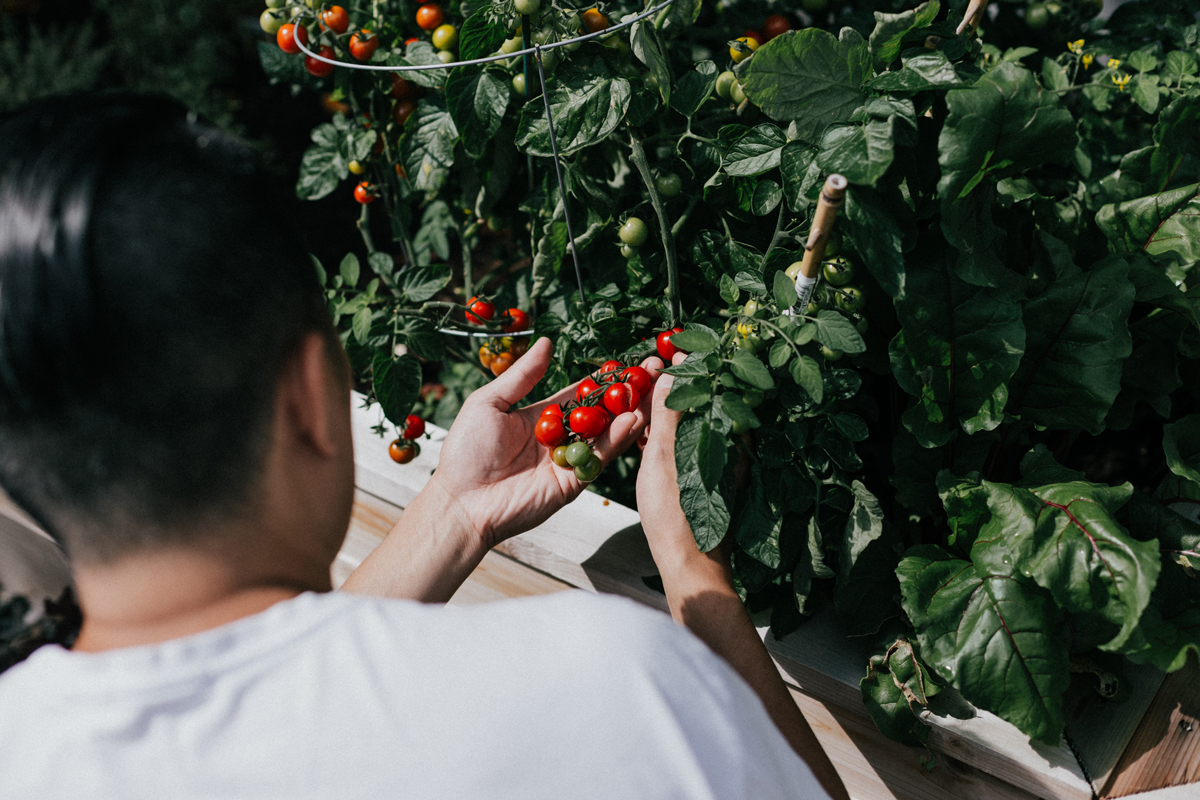 man holding cherry tomatoes on a vine