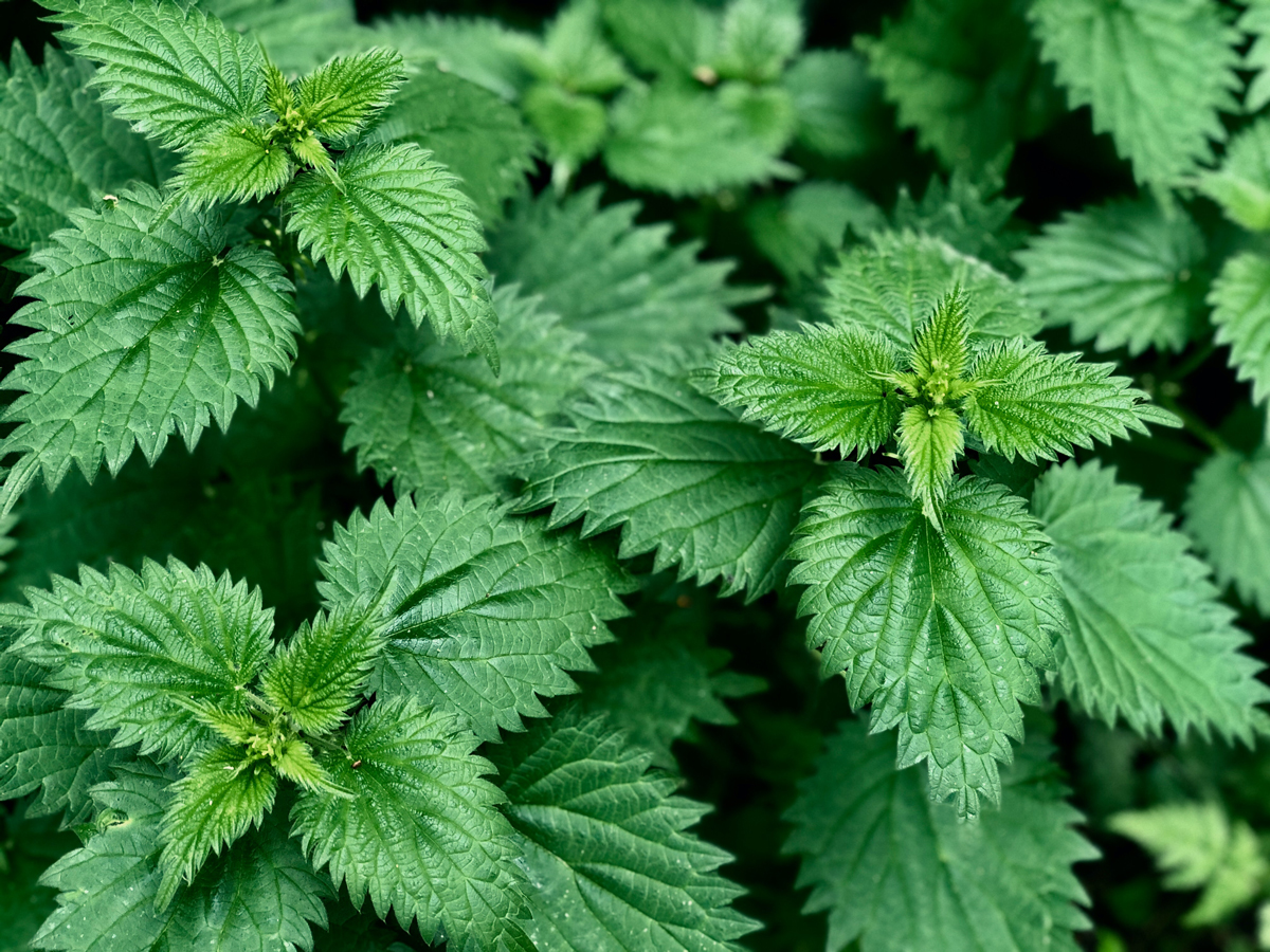 stinging nettle leaves