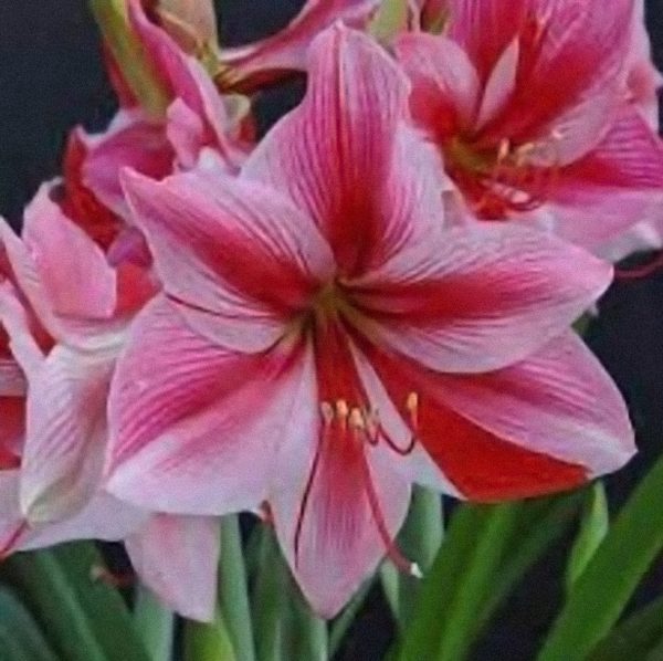 pink amaryllis blooms