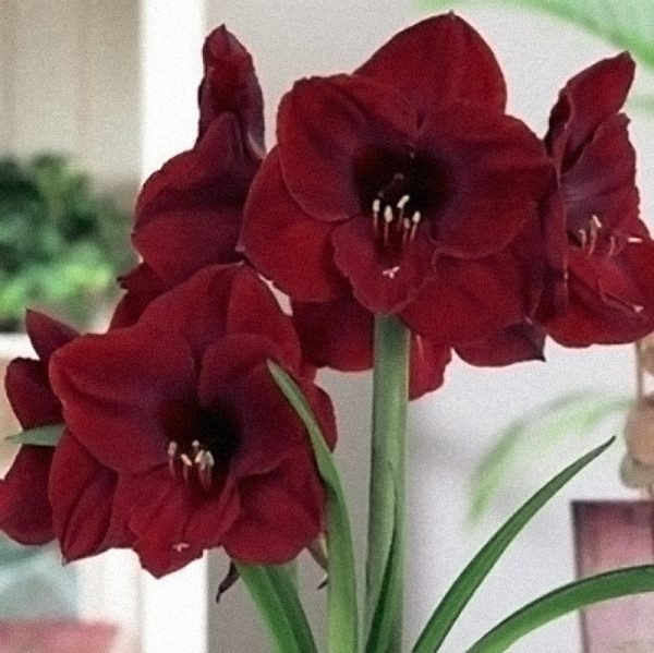 red amaryllis blooms