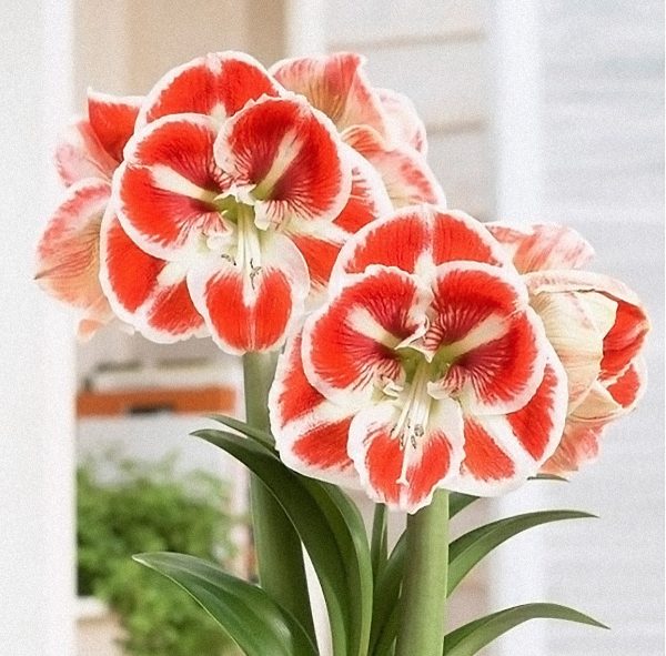 red and white amaryllis blooms
