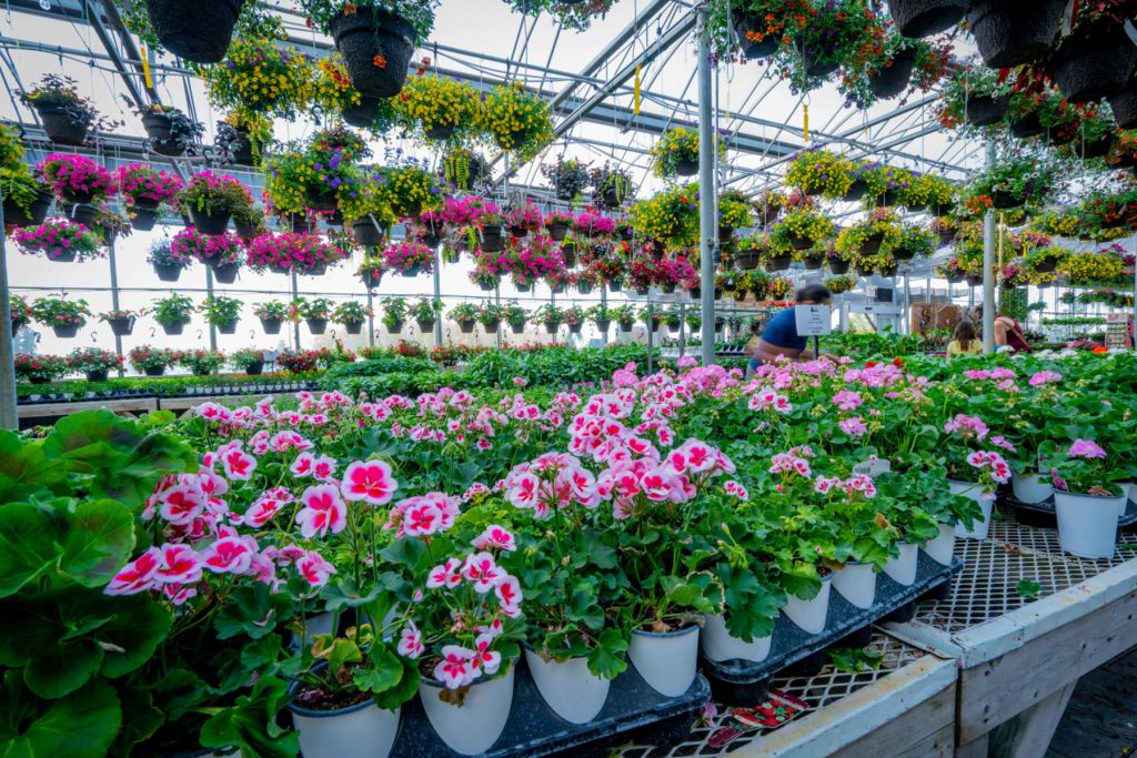 flowers in a greenhouse 