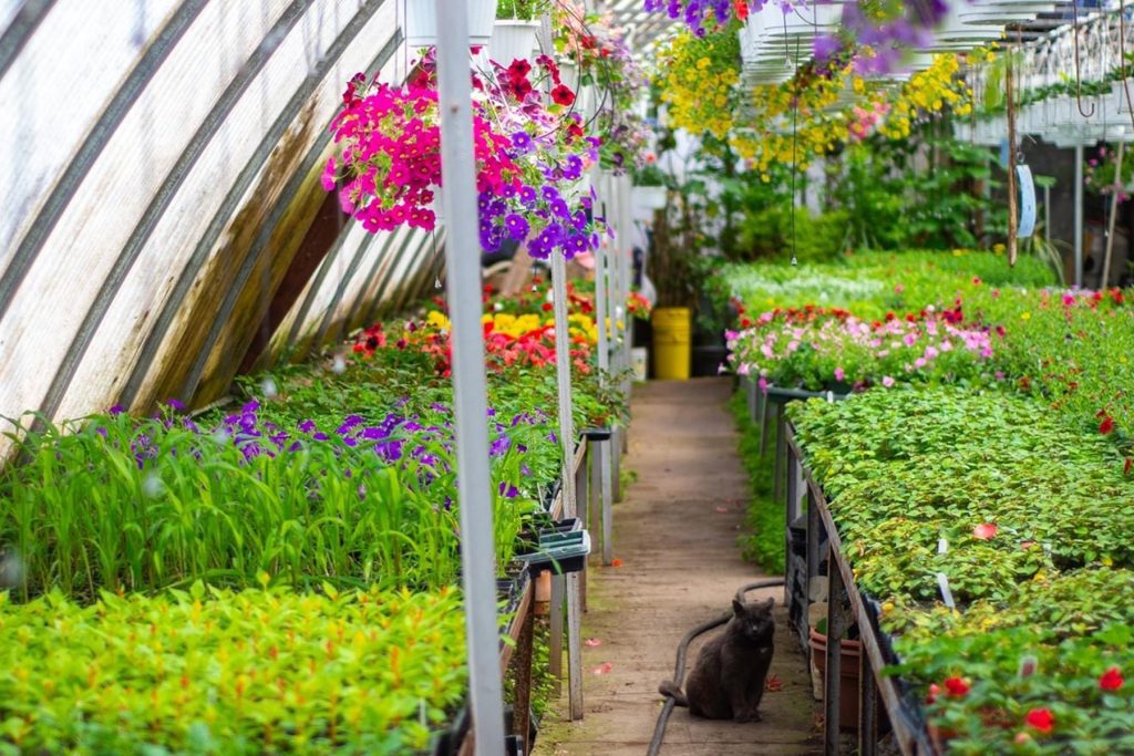 flowers in a greenhouse