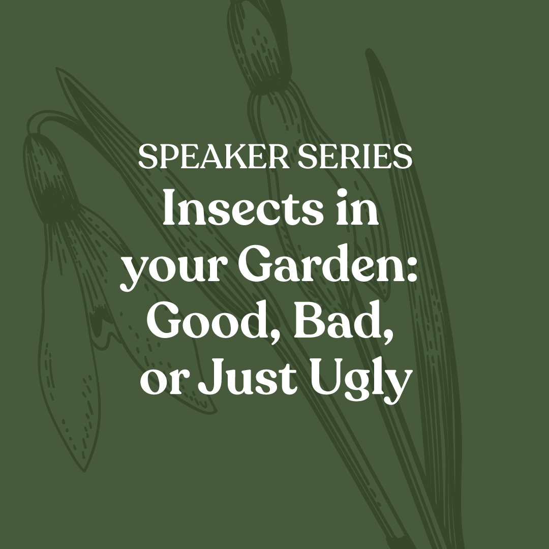 Insects in your Garden: Good, Bad, or Just Ugly