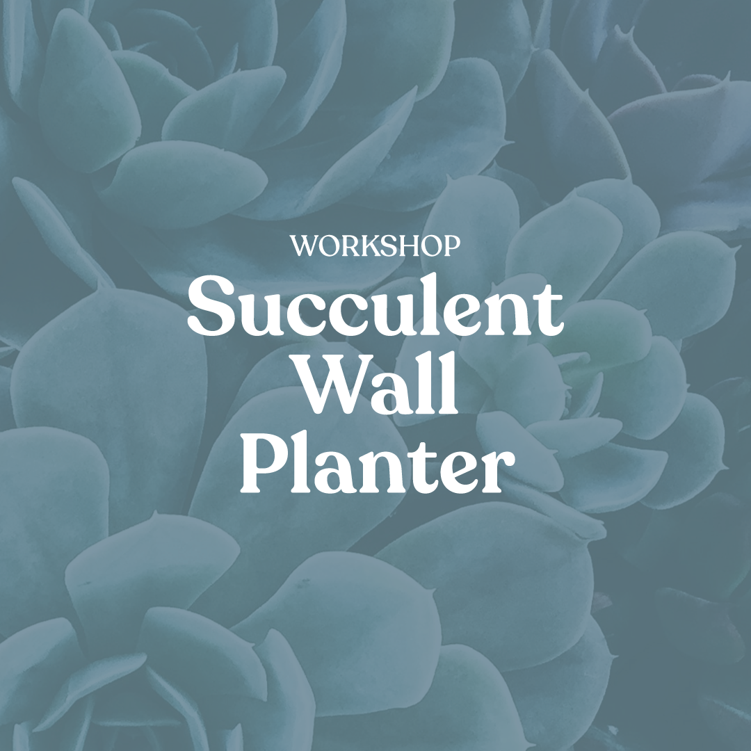 Workshop: succulent wall planter