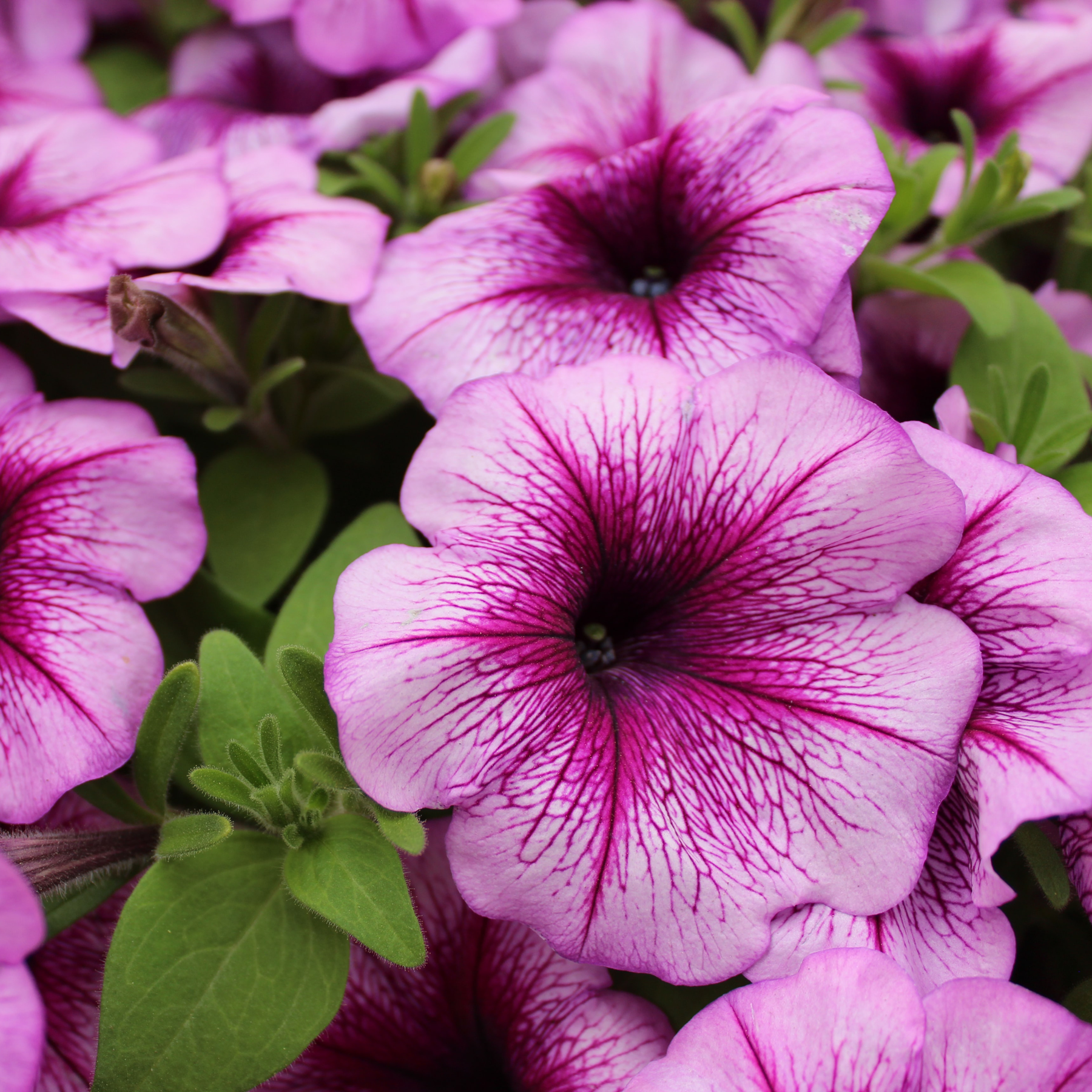 petunias