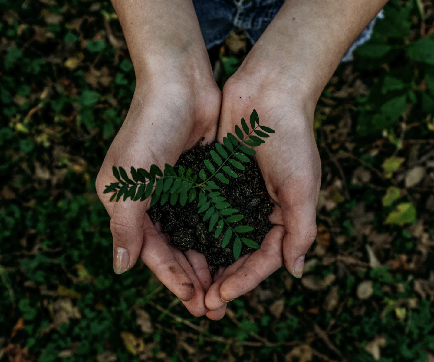 hands holding a seedling