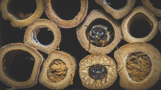 mason bees