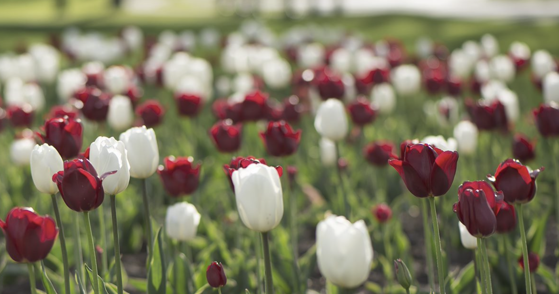 tulips