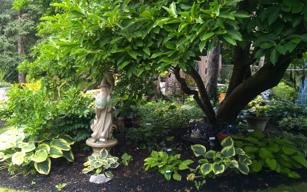 lush garden featuring hostas and a wizard statue