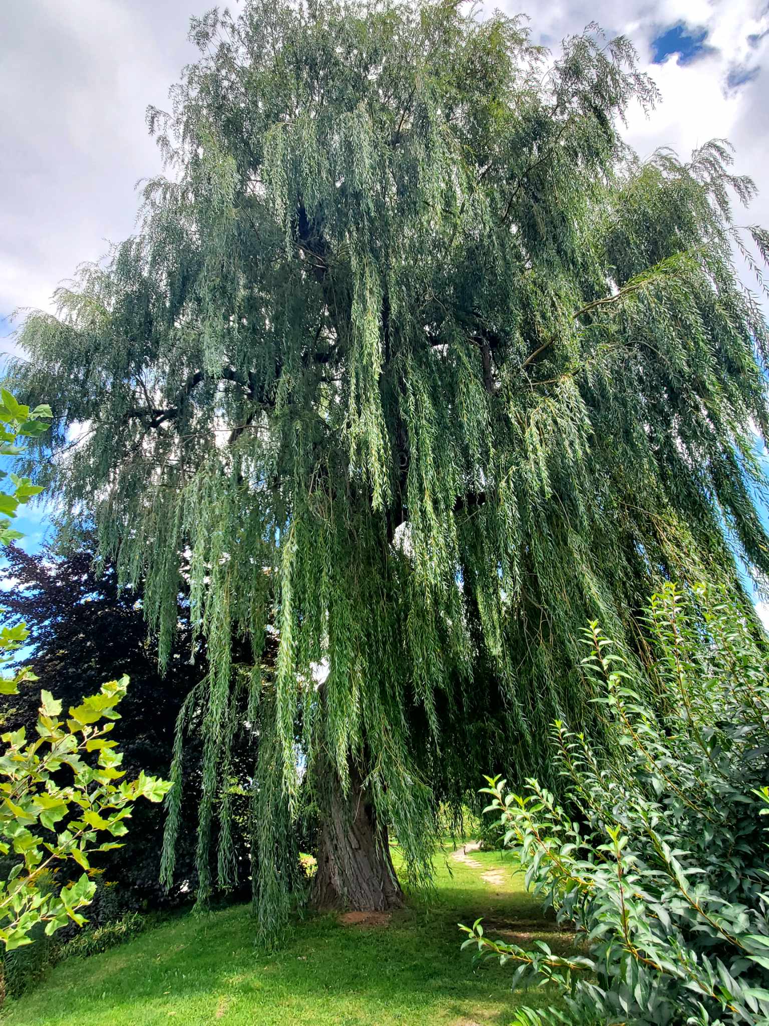 the weeping willow tree in Rockway Gardens, Kitchener that is a Tree of the Year Finalist for 2023