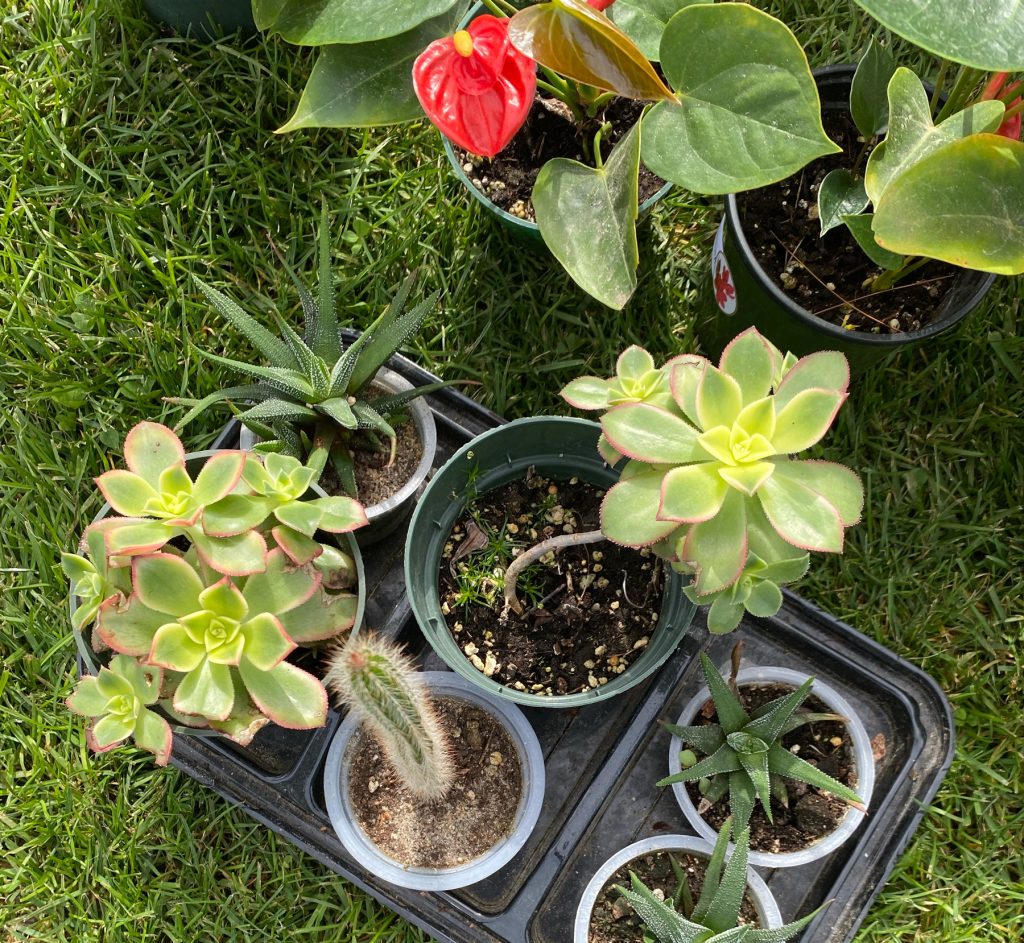 a selection of plants from the gardenKitchener plant swap