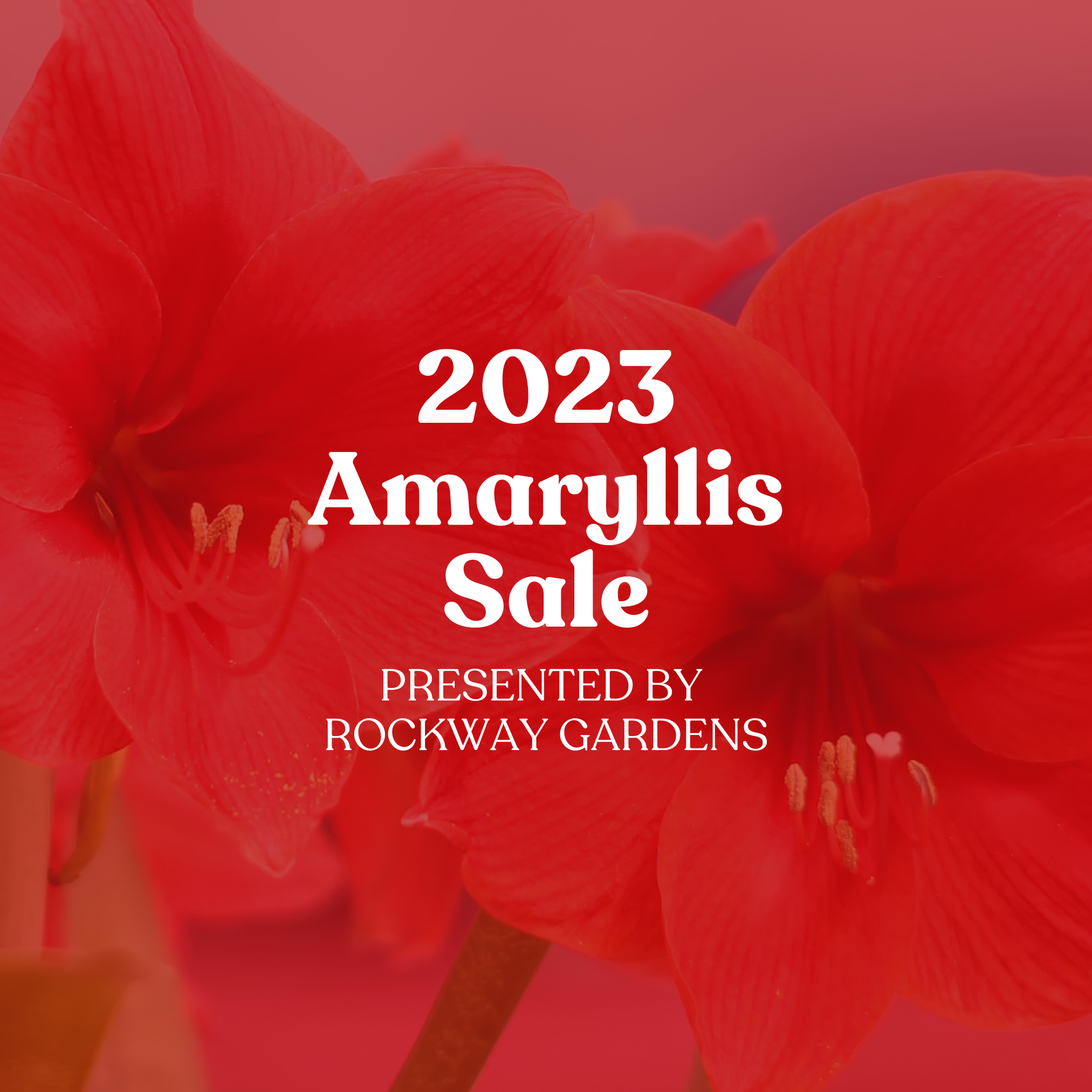 2023 Amaryllis Sale presented by Rockway Gardens in Kitchener, Ontario