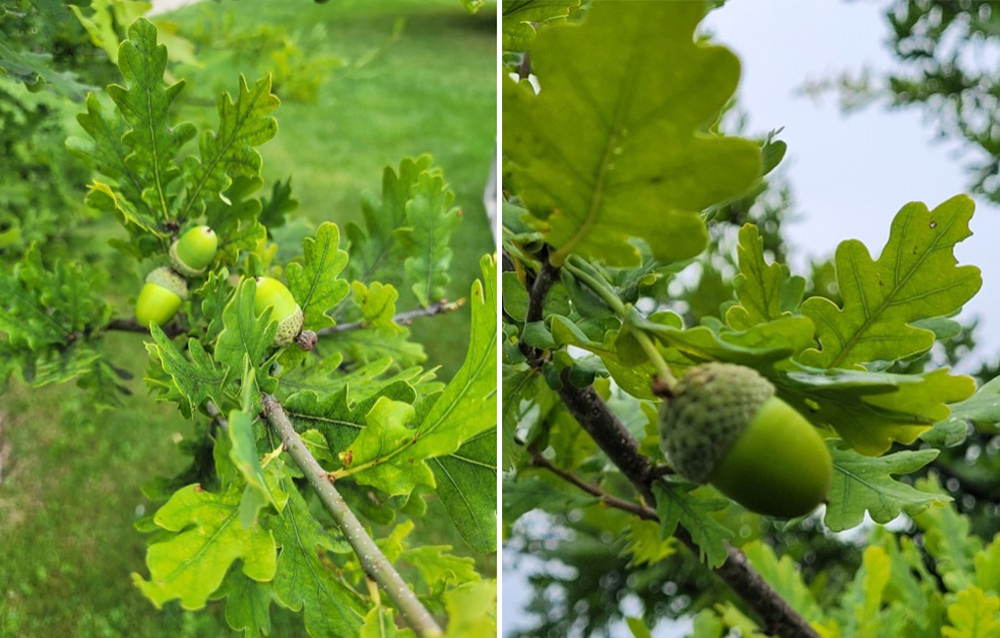 Acorns on the Vimy Oak at Rockway Gardens in Kitchener, Ontario