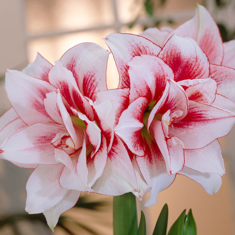 The Elvas Amaryllis in bloom