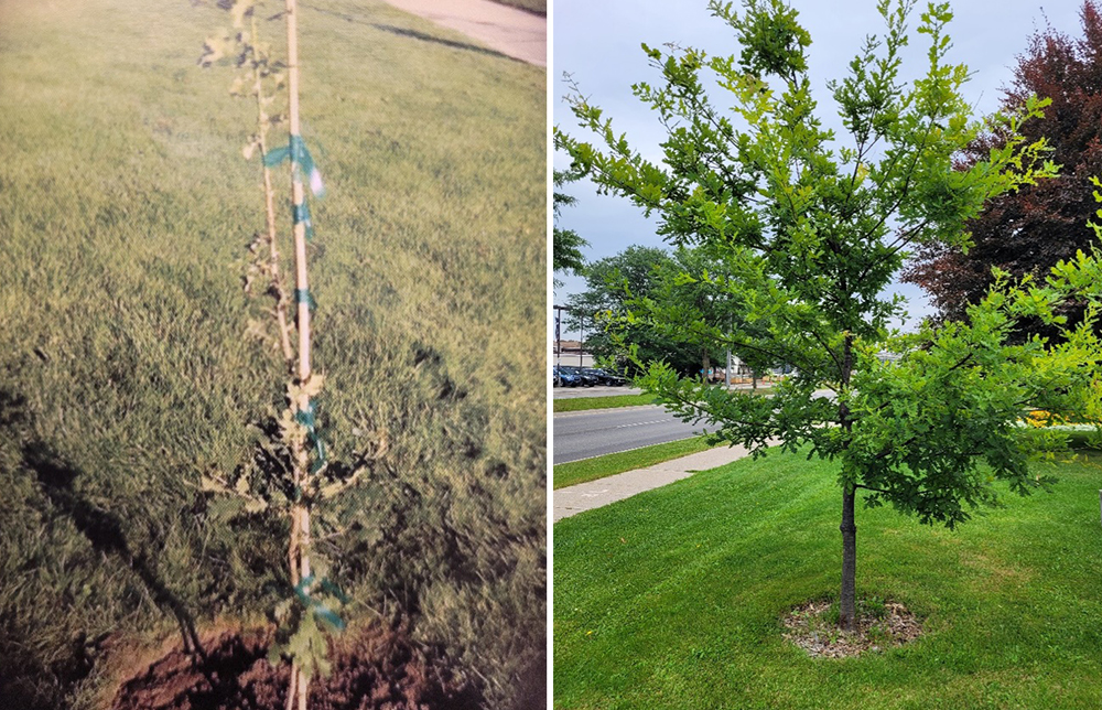 A side by side of the Vimy Oak in Rockway Gardens in Kitchener, Ontario when it was planted in 2017, and as it currently stands at fifteen feet tall in 2023