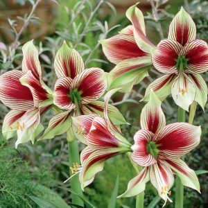 Papillo Amaryllis blossoms