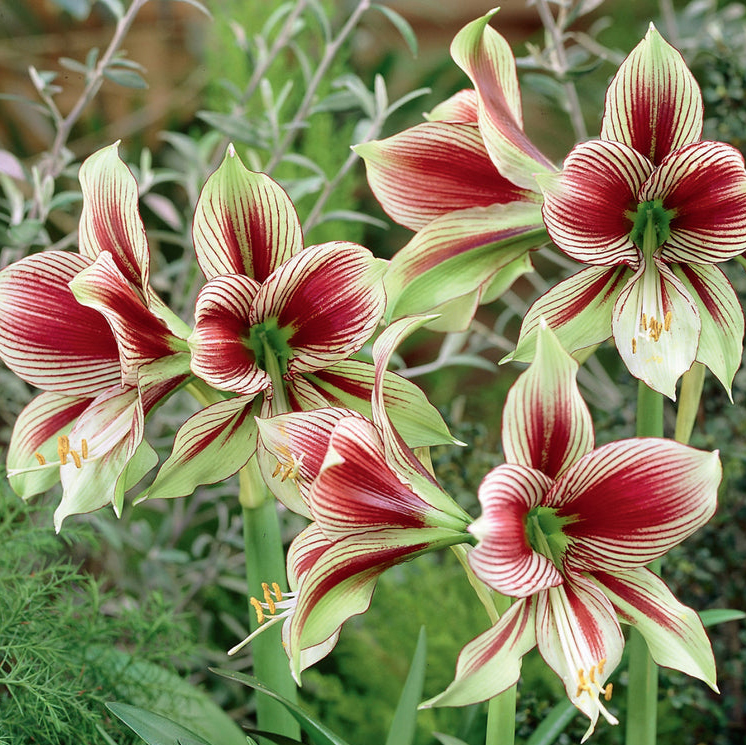 Papillo Amaryllis blossoms