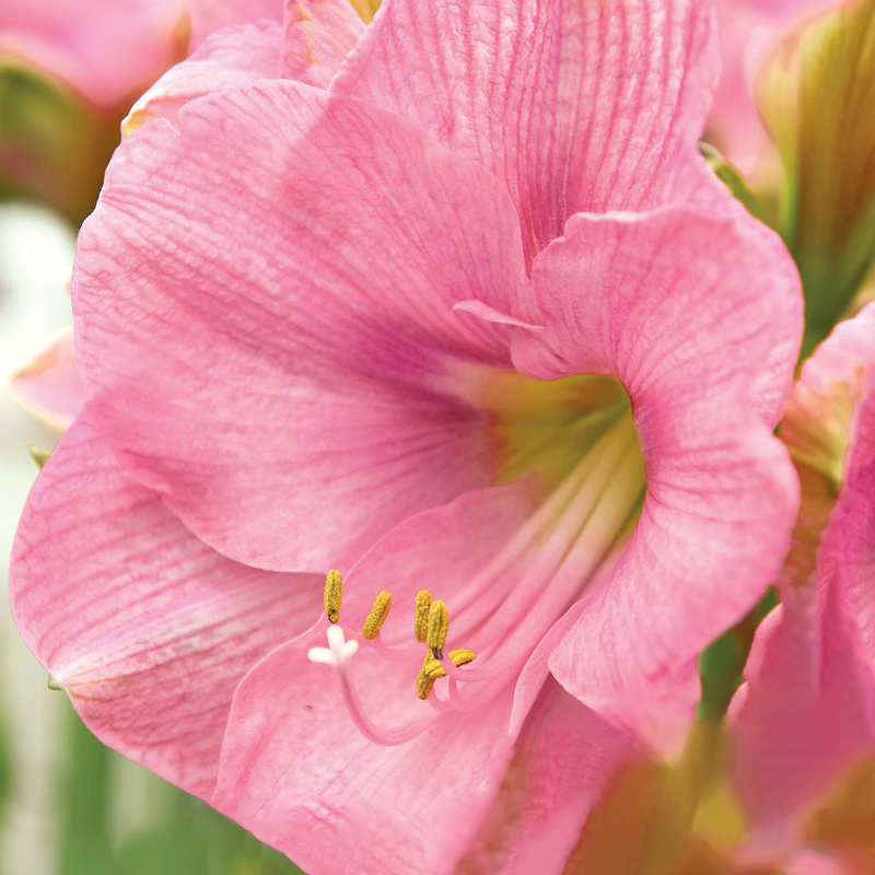 Sweet Star Amaryllis bloom