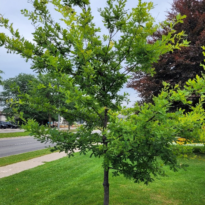 The Vimy Oak at Rockway Gardens in Kitchener, Ontario