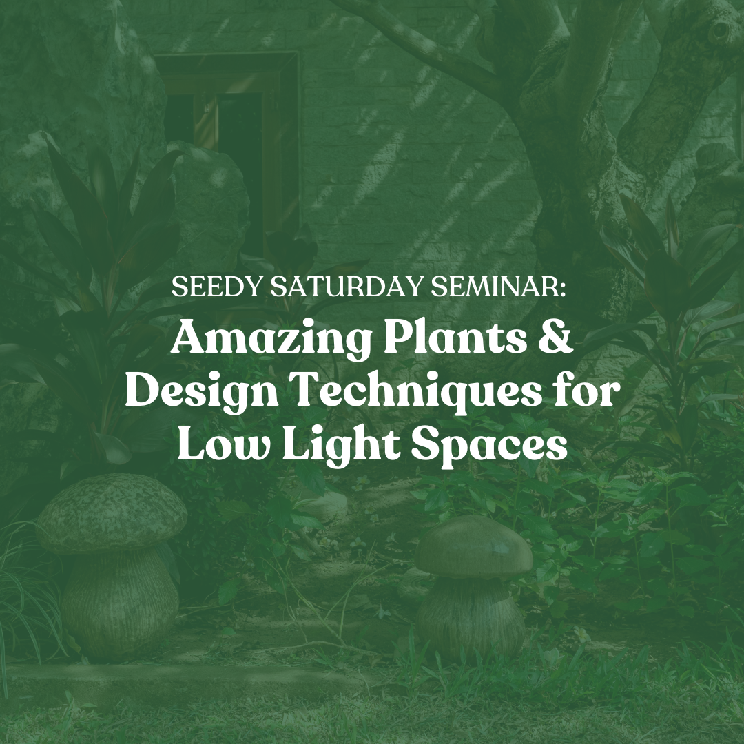 Amazing Plants and Design Techniques for Low Light Spaces
