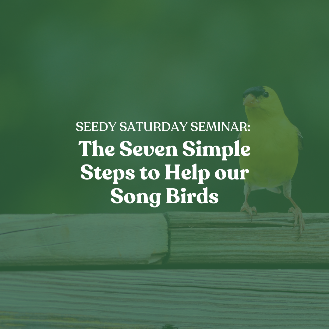 The Seven Simple Steps to Help our Song Birds