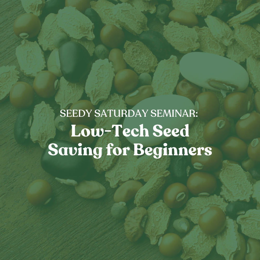 Low-Tech Seed Saving for Beginners