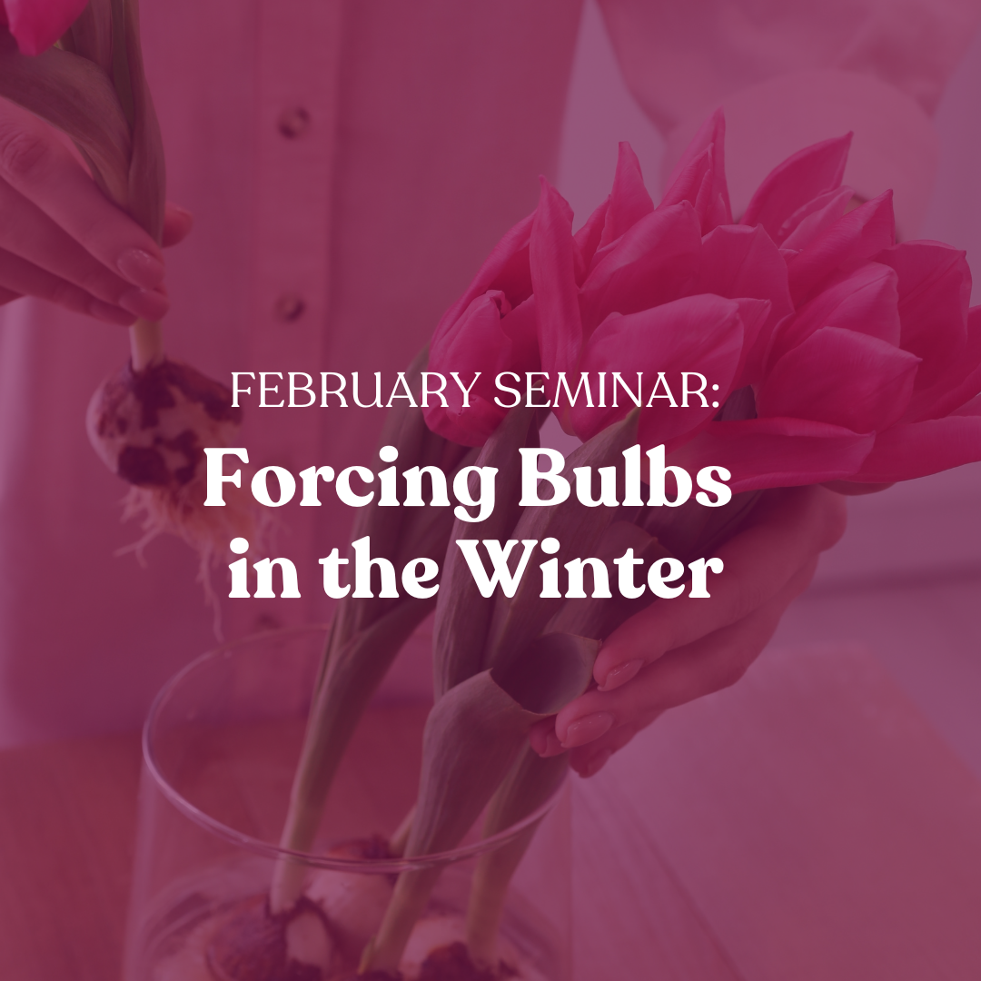 Forcing Bulbs in the Winter