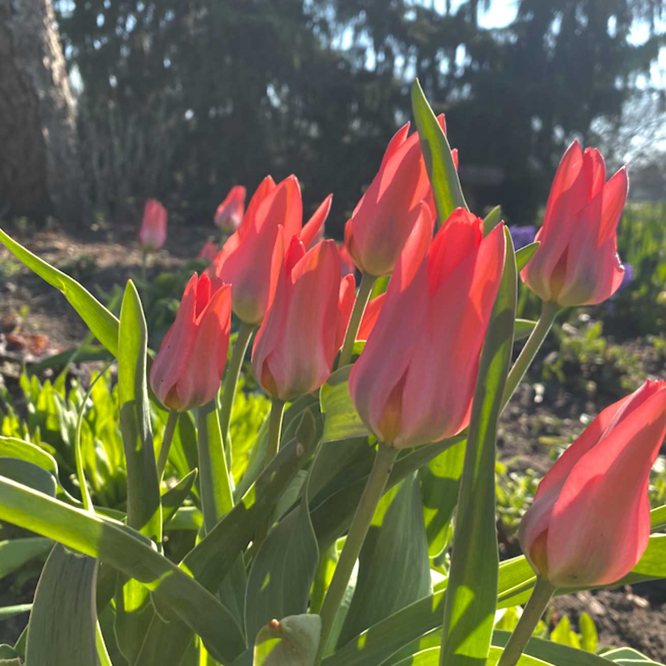 red tulips