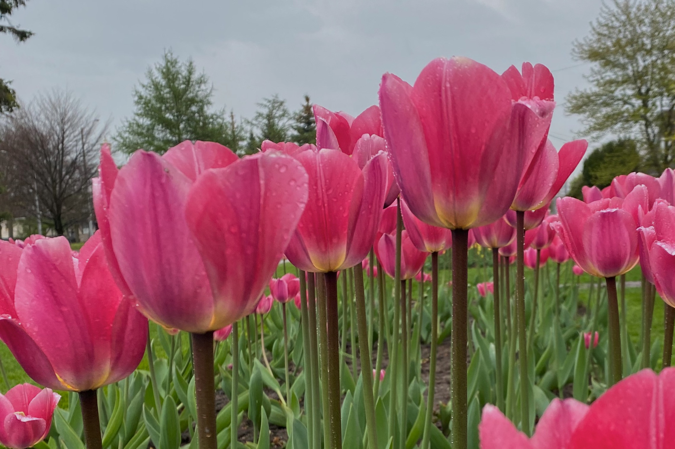 pink tulips