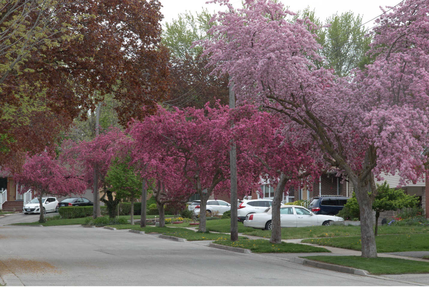 crab apple trees in bloom lining a street in Kitchener, Ontario