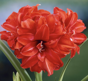 double blossom red peacock amaryllis bulb blooming