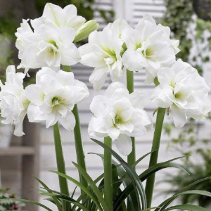 white amaryllis flowers in bloom