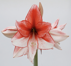 red and white amaryllis bulb in bloom