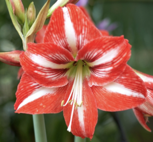 red amaryllis bulb with white stripe
