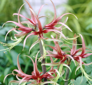 amaryllis with very thin petals that start red and become green at the ends