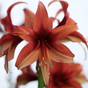 red amaryllis flowers