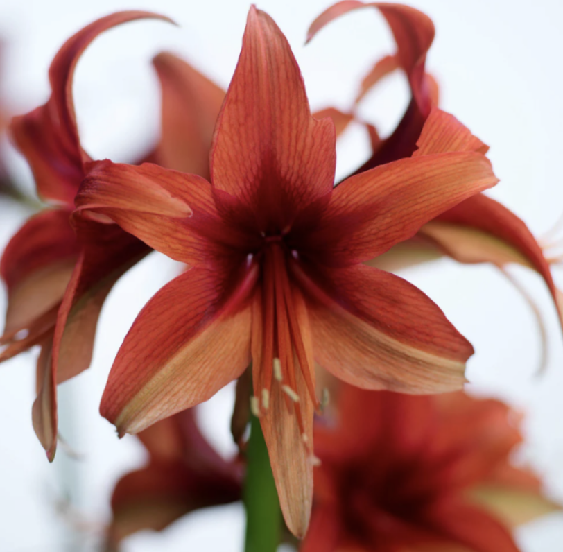 red amaryllis flowers