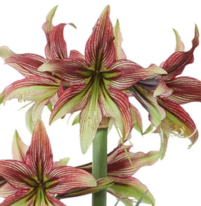 red amaryllis flowers with green stripes through them