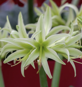 white amaryllis flowers with thin petals