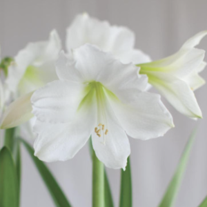 white amaryllis flowers blooming