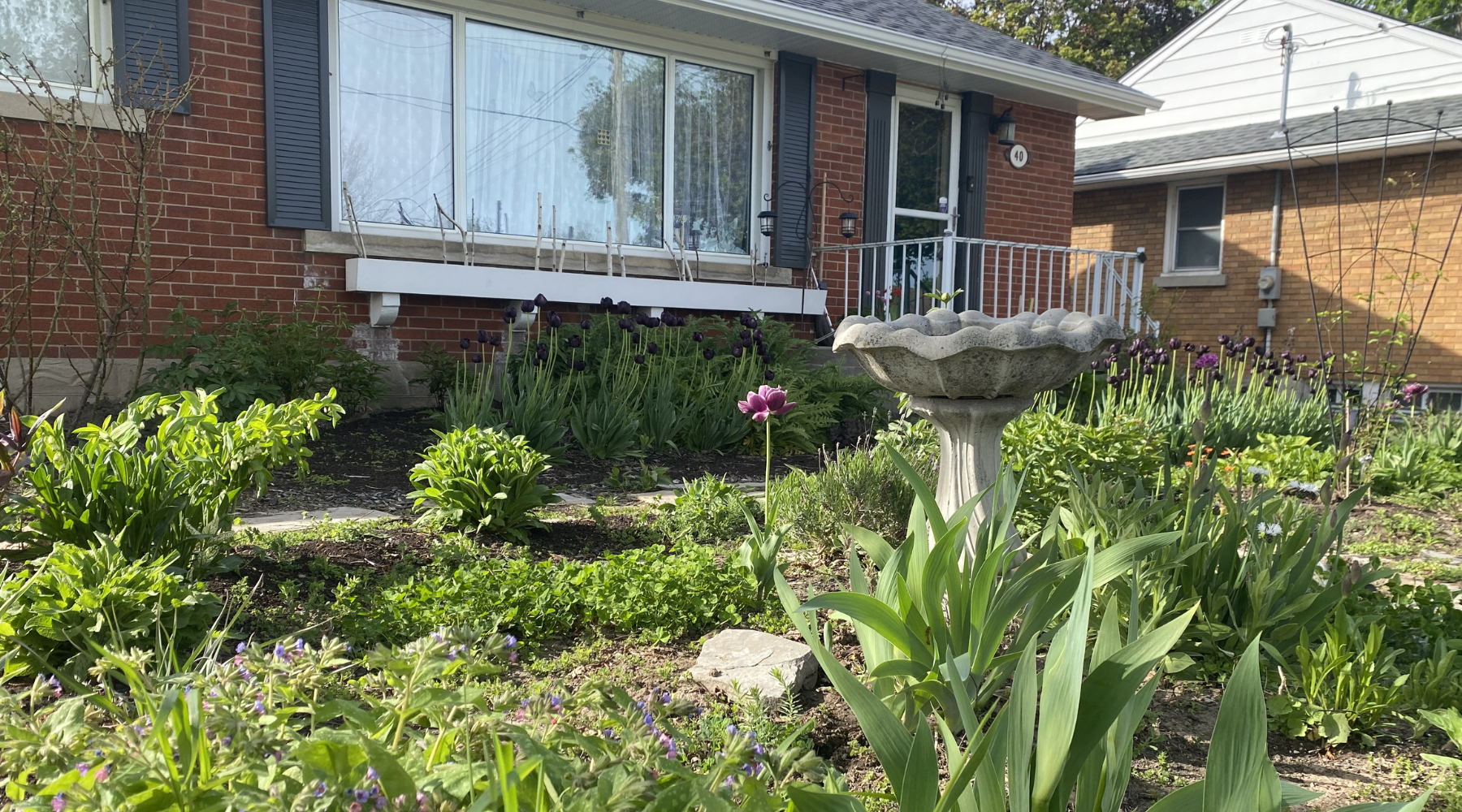 The front garden of a red brick house featuring irises adn lush greenery.